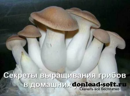 Секреты выращивания грибов в домашних условиях (2012)